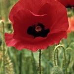 poppy-flower-13