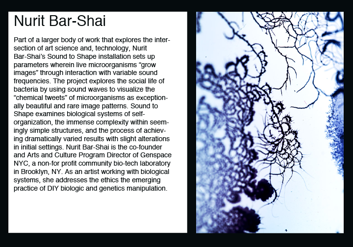 Nurit Bar-Shai Part of a larger body of work that explores the intersection of art science and, technology, Nurit Bar-Shai’s Sound to Shape installation sets up parameters wherein live microorganisms “grow images” through interaction with variable sound frequencies. The project explores the social life of bacteria by using sound waves to visualize the “chemical tweets” of microorganisms as exceptionally beautiful and rare image patterns. Sound to Shape examines biological systems of self-organization, the immense complexity within seemingly simple structures, and the process of achieving dramatically varied results with slight alterations in initial settings. Nurit Bar-Shai is the co-founder and Arts and Culture Program Director of Genspace NYC, a non-for profit community bio-tech laboratory in Brooklyn, NY. As an artist working with biological systems, she addresses the ethics the emerging practice of DIY biologic and genetics manipulation. 