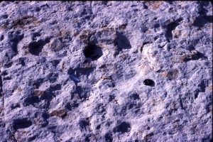 Denver Dinosaur footprint