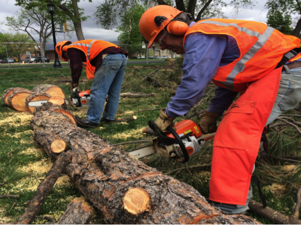 Tree Removal