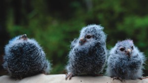 Three baby flammulated owls sit on the leg of Colorado College Flammulated Owl Project researcher Ross Calhoun as he prepares to weigh them. Project leader and CC Professor Brian Linkhart has been working with the flammulated owl for the past 33 years in an attempt to better understand the threatened species.